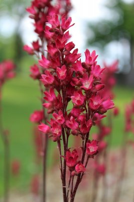 Heuchera × pruhoniciana - dlužicha Průhonická - květenství